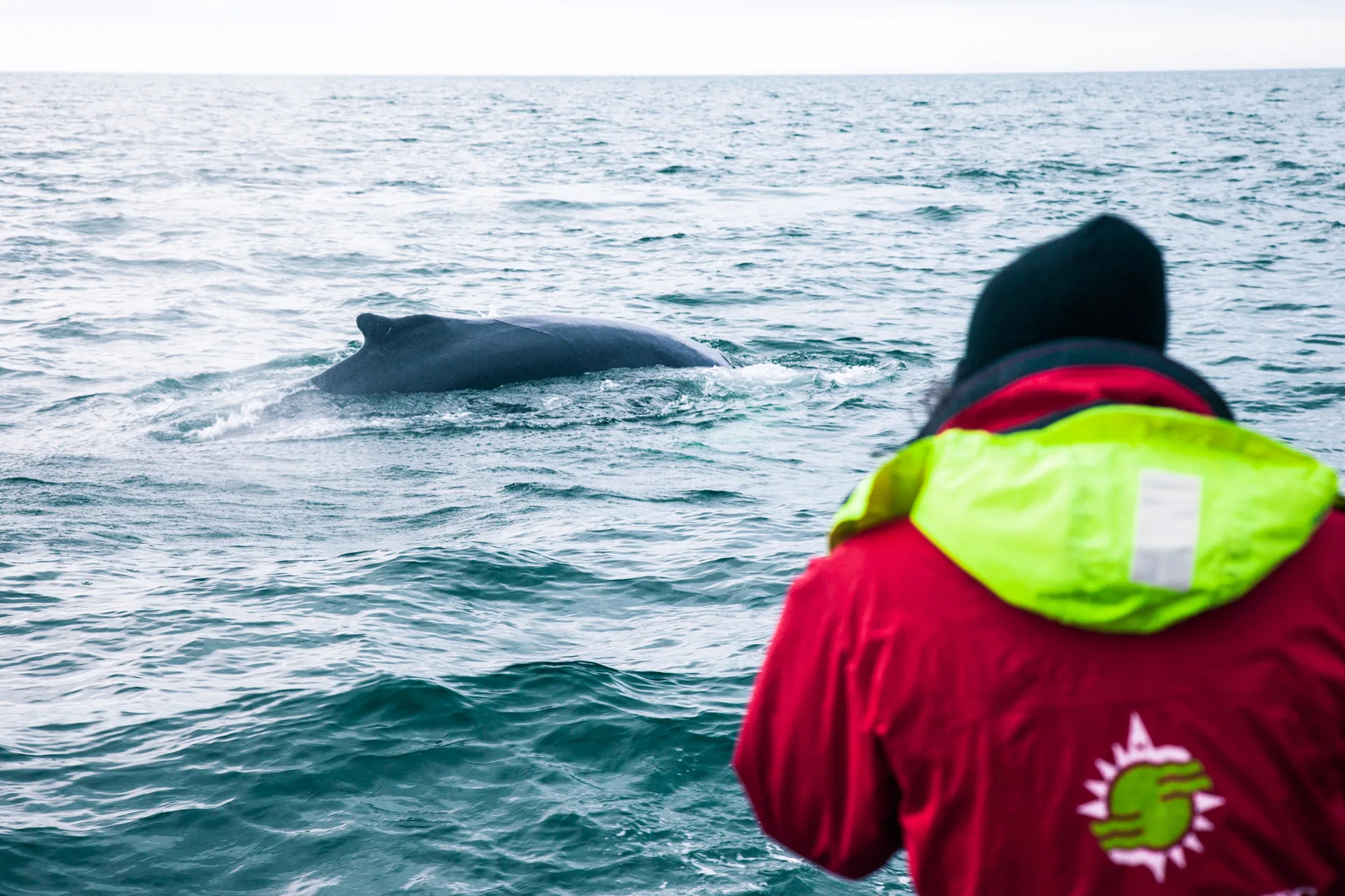 Walbeobachtung Whalewatching Islandreisen Katla Travel Ausflüge Per Boot
Person im Overall sieht Buckel von einem Wal