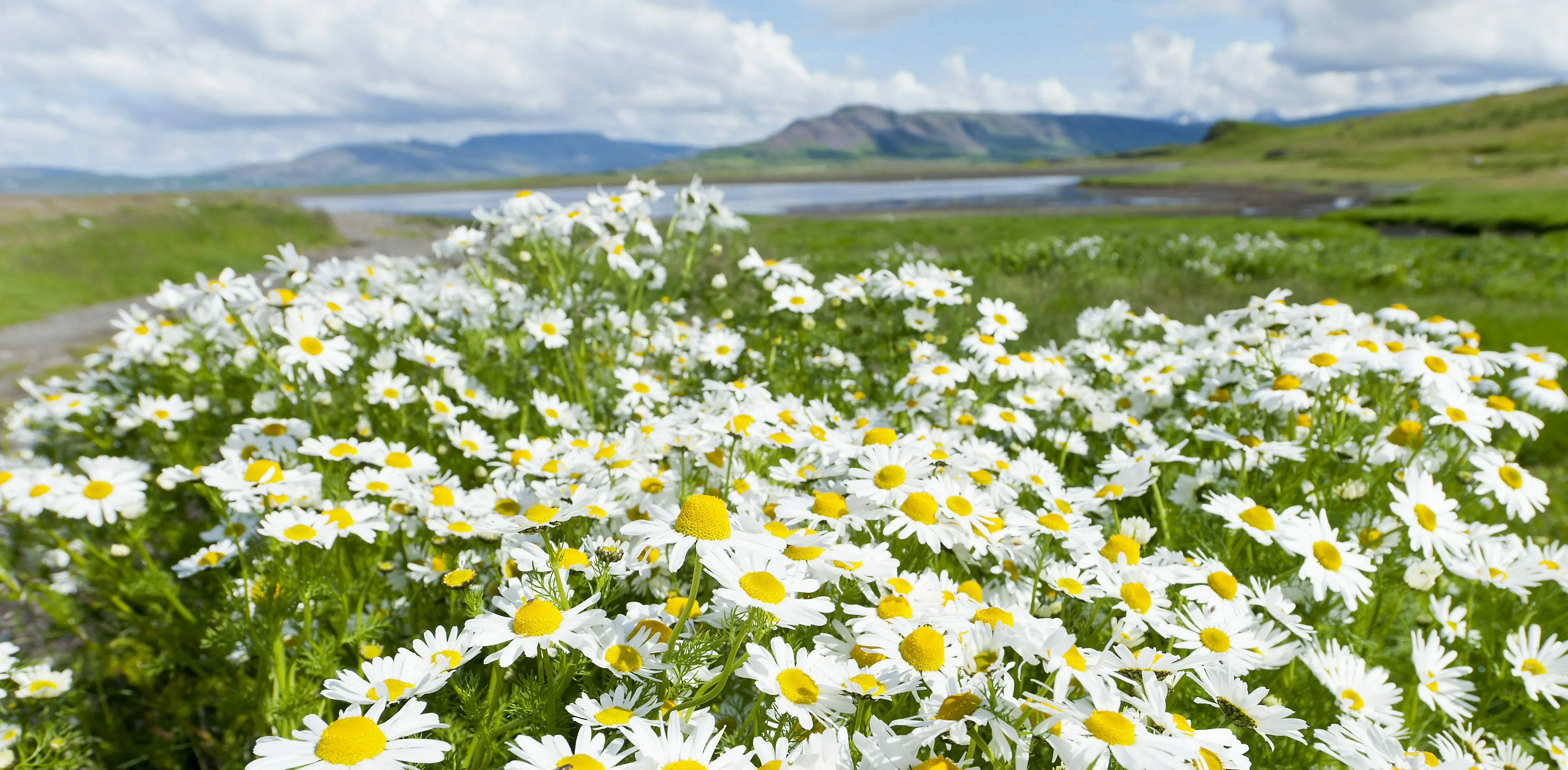 Wiese voller Gänseblümchen im Westen Islands